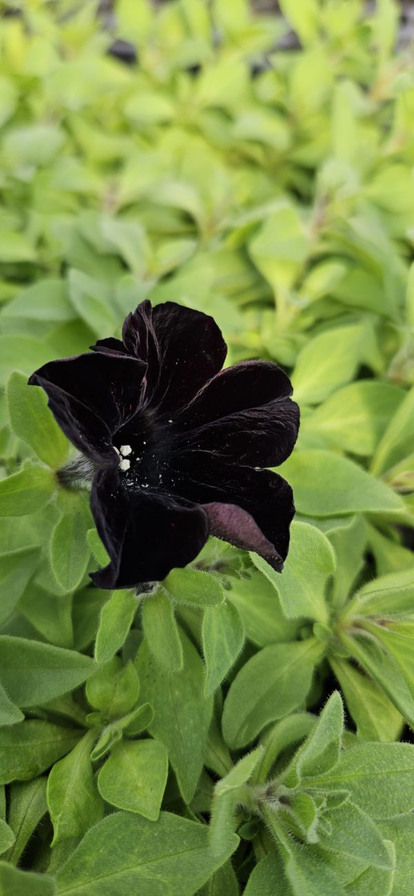 Petunia x atkinsiana 'Back to Black'