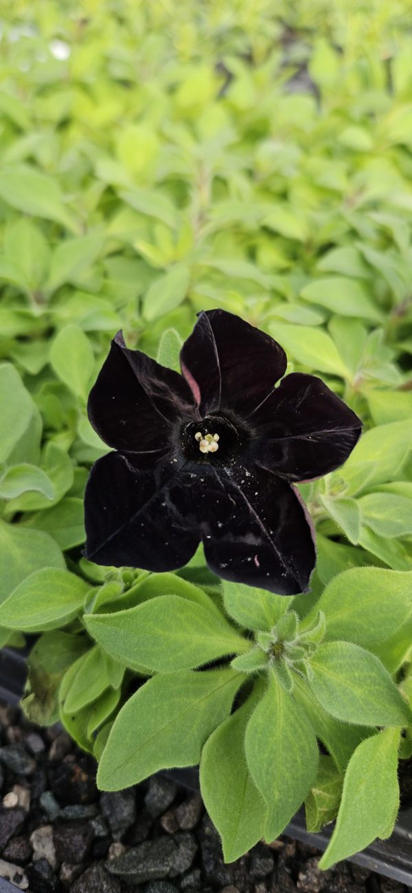 Petunia x atkinsiana 'Back to Black'