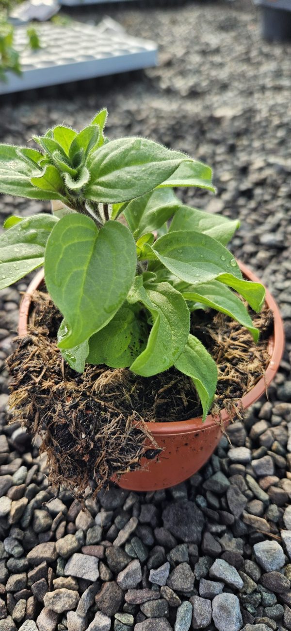 Petunia x atkinsiana Fortado 'Burgundy Vanilla'