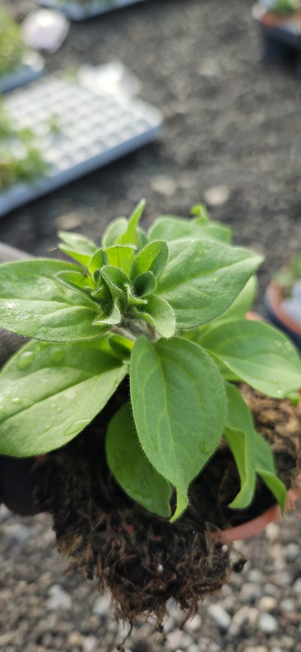 Petunia x atkinsiana Fortado 'Burgundy Vanilla'