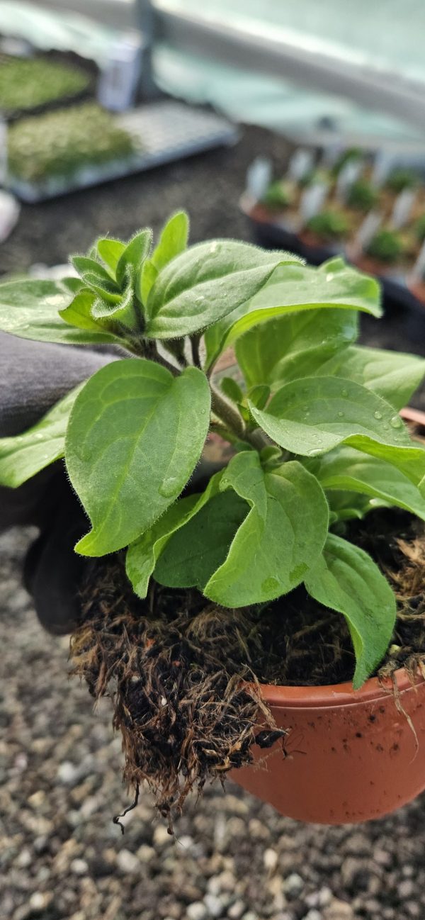 Petunia x atkinsiana Fortado 'Burgundy Vanilla'