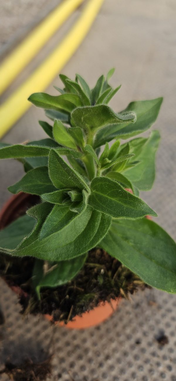 Petunia x atkinsiana Fortado 'Special Purple Green Edge'