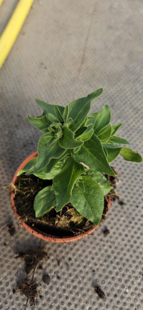 Petunia x atkinsiana Fortado 'Special Purple Green Edge'