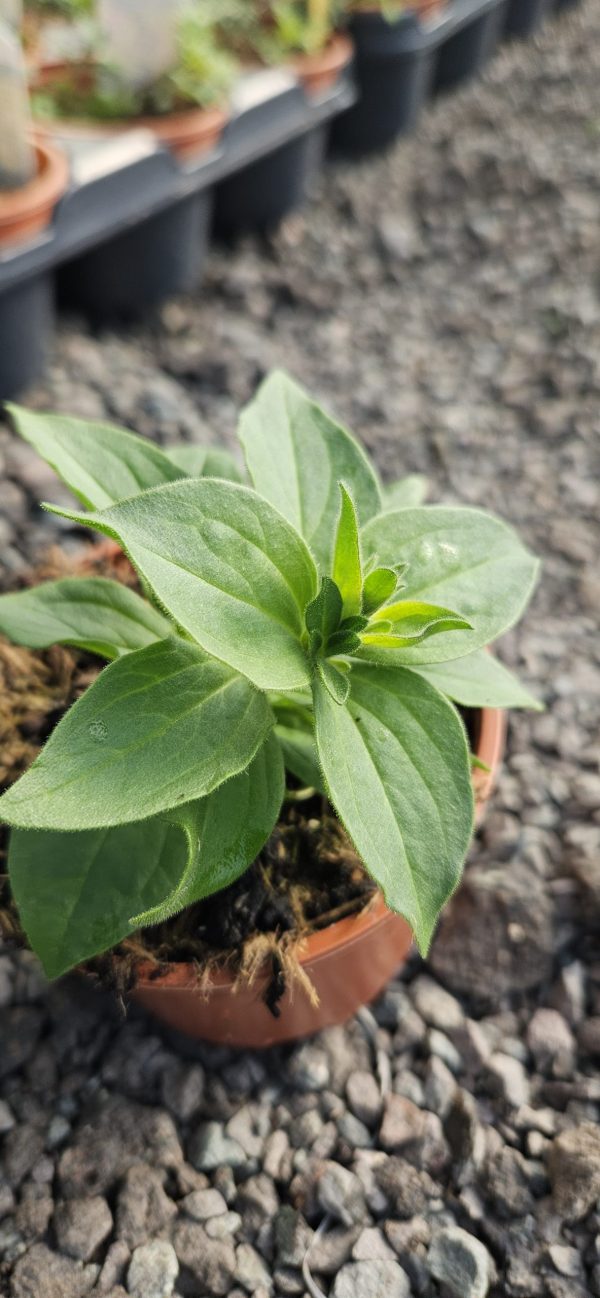 Petunia x atkinsiana 'StarTunia Blue'