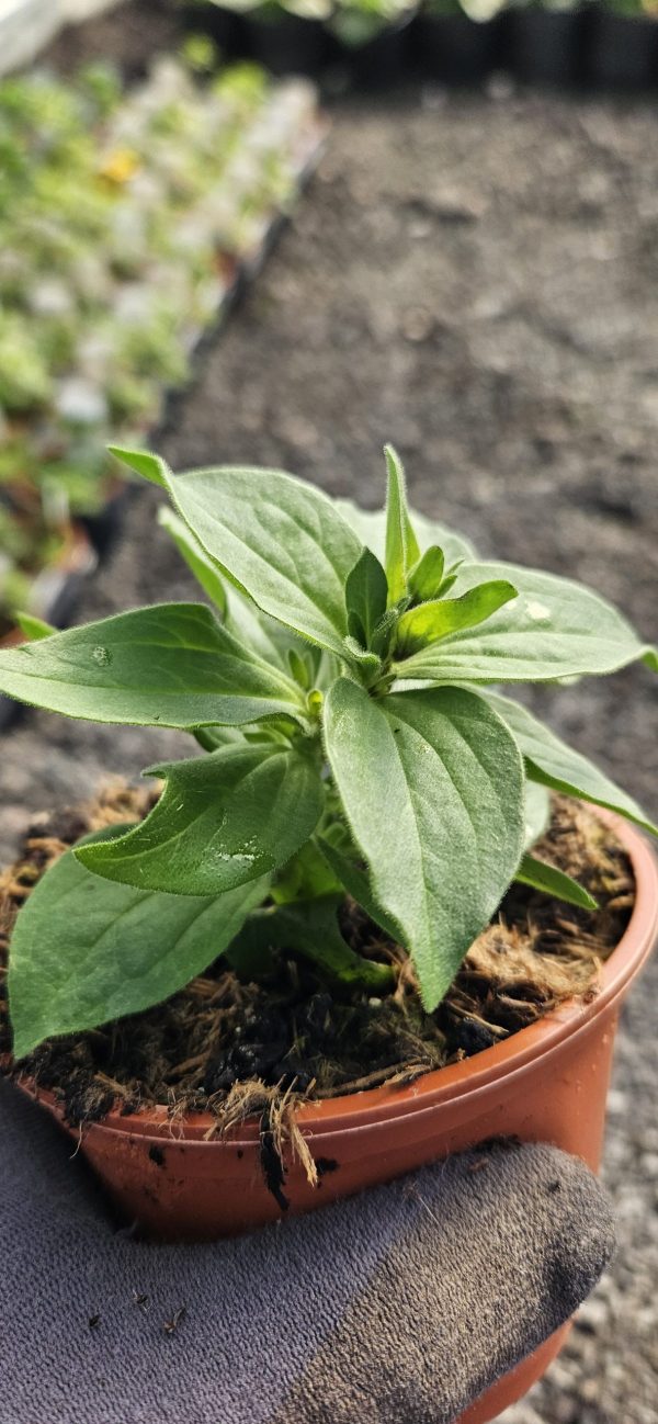 Petunia x atkinsiana 'StarTunia Blue'