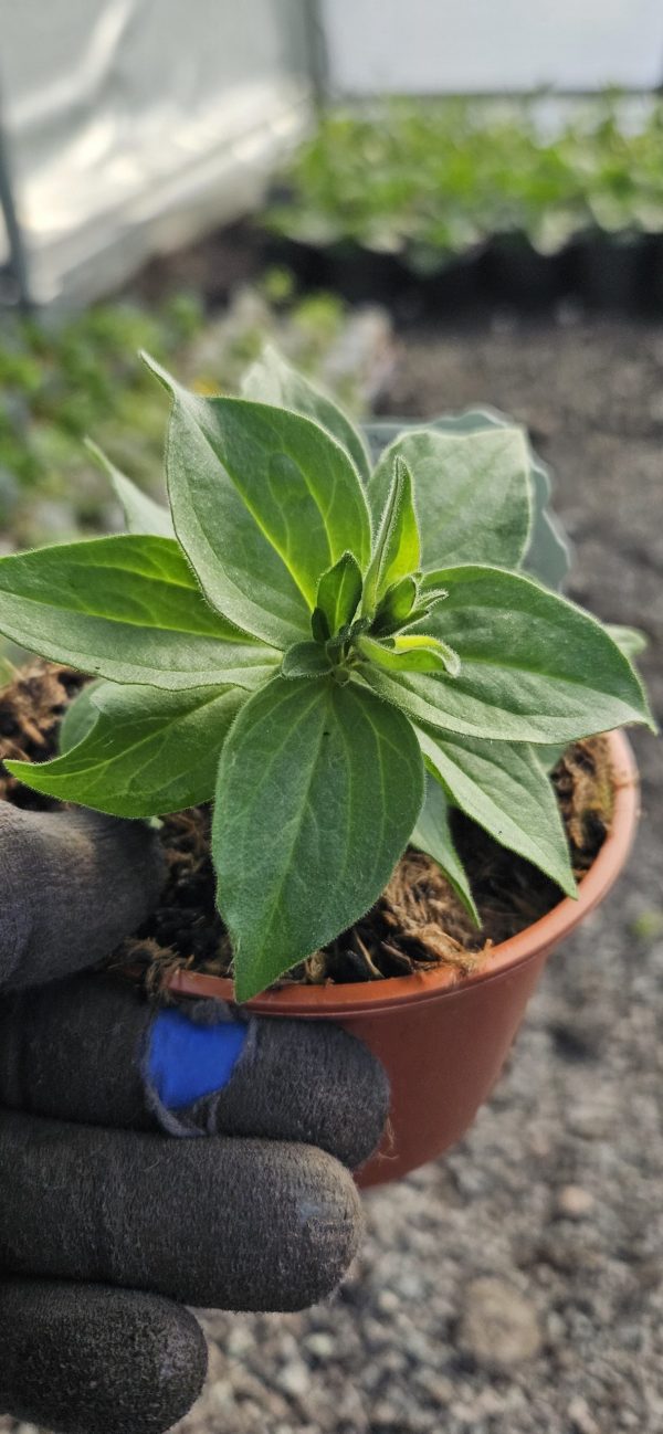 Petunia x atkinsiana 'StarTunia Blue'
