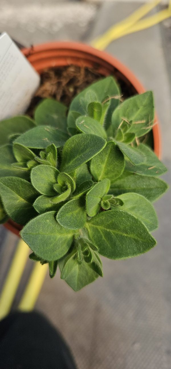 Petunia x atkinsiana 'StarTunia Pink'