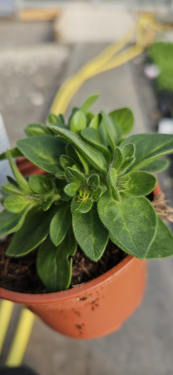 Petunia x atkinsiana 'StarTunia Pink'