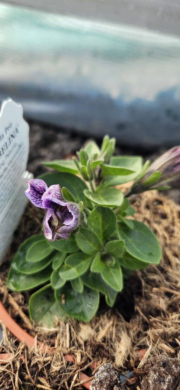 Petunia x atkinsiana Tumbelina 'Priscilla Pro'