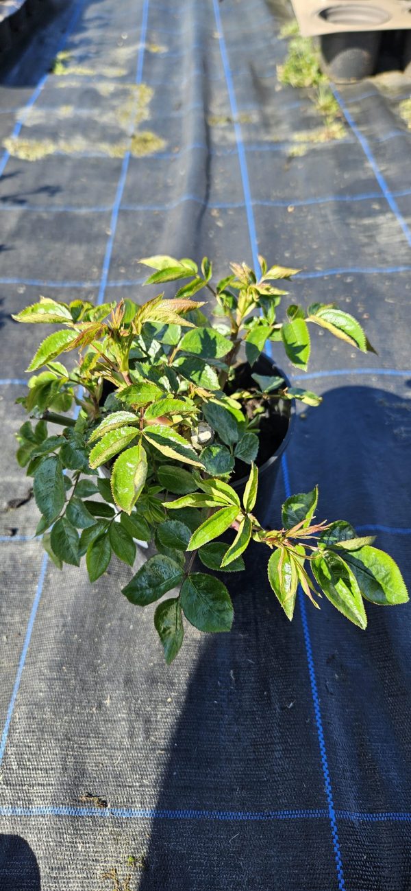 Rosa 'Its a Wonderful Life'