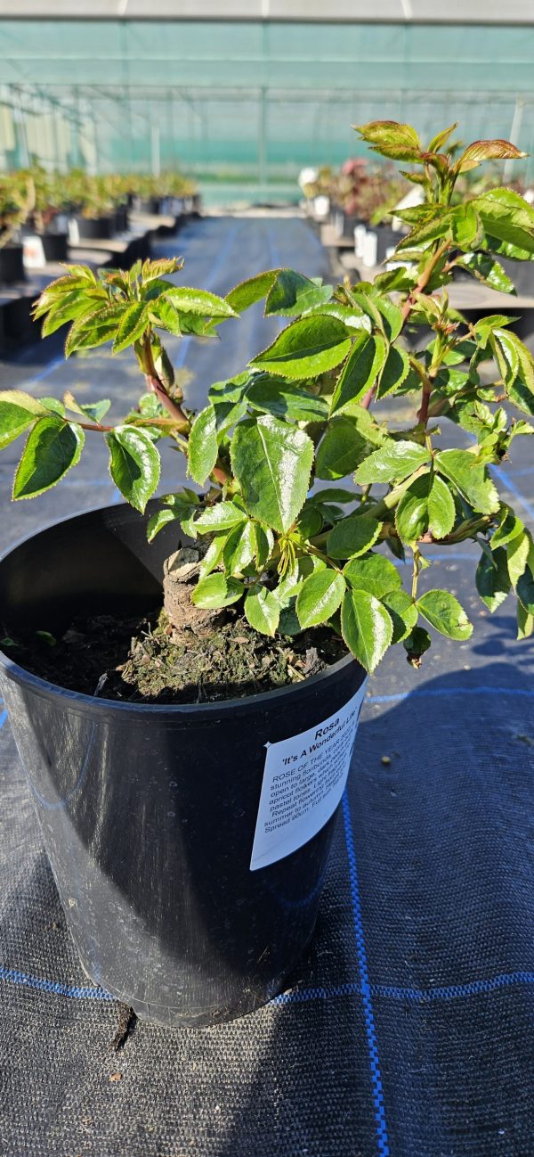 Rosa 'Its a Wonderful Life'