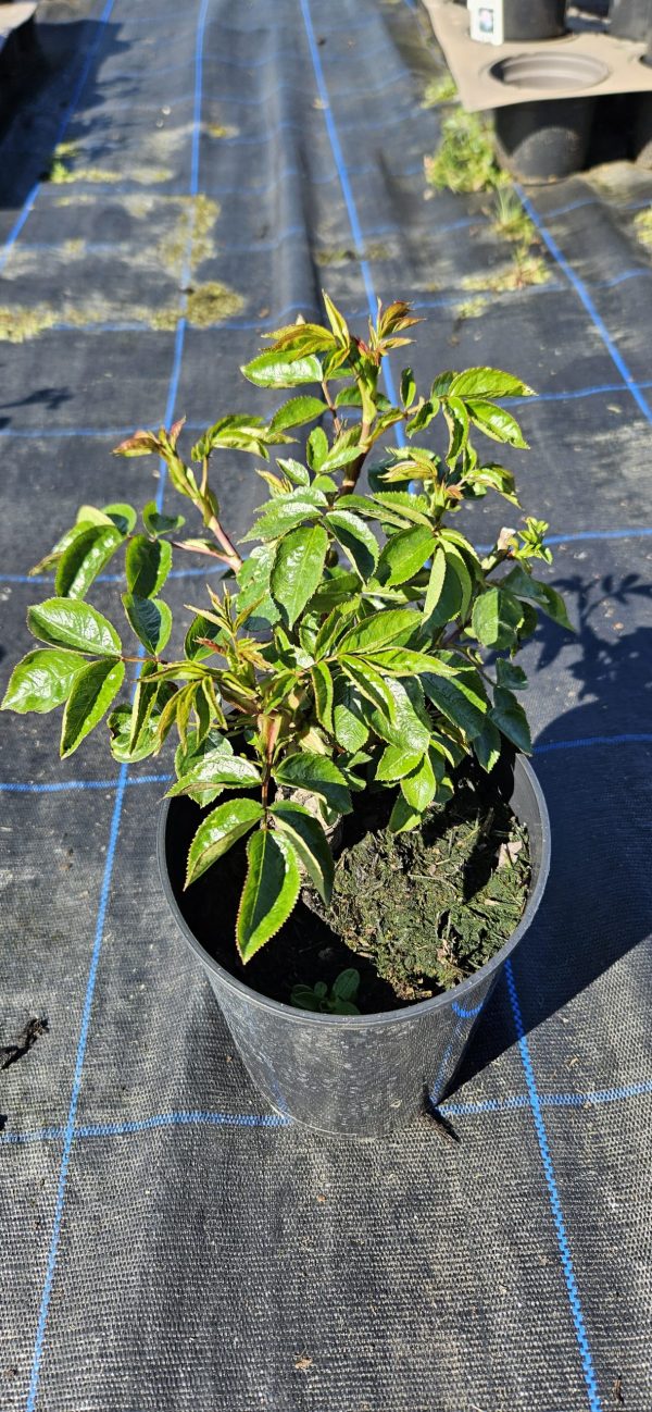 Rosa 'Its a Wonderful Life'