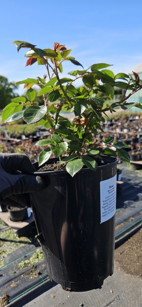 Rosa 'Mum in a million'