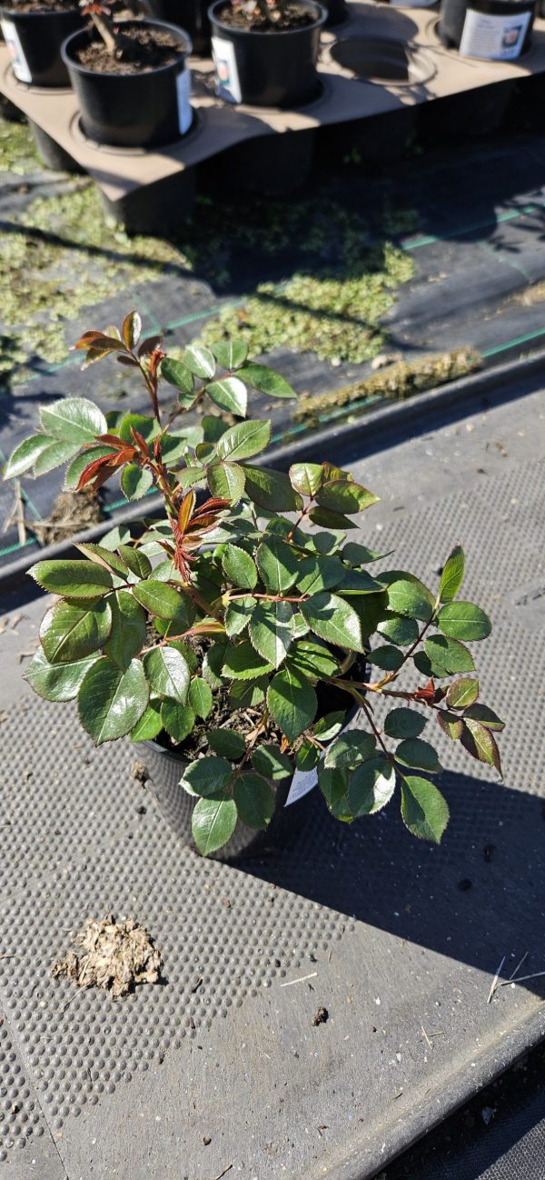 Rosa 'Mum in a million'