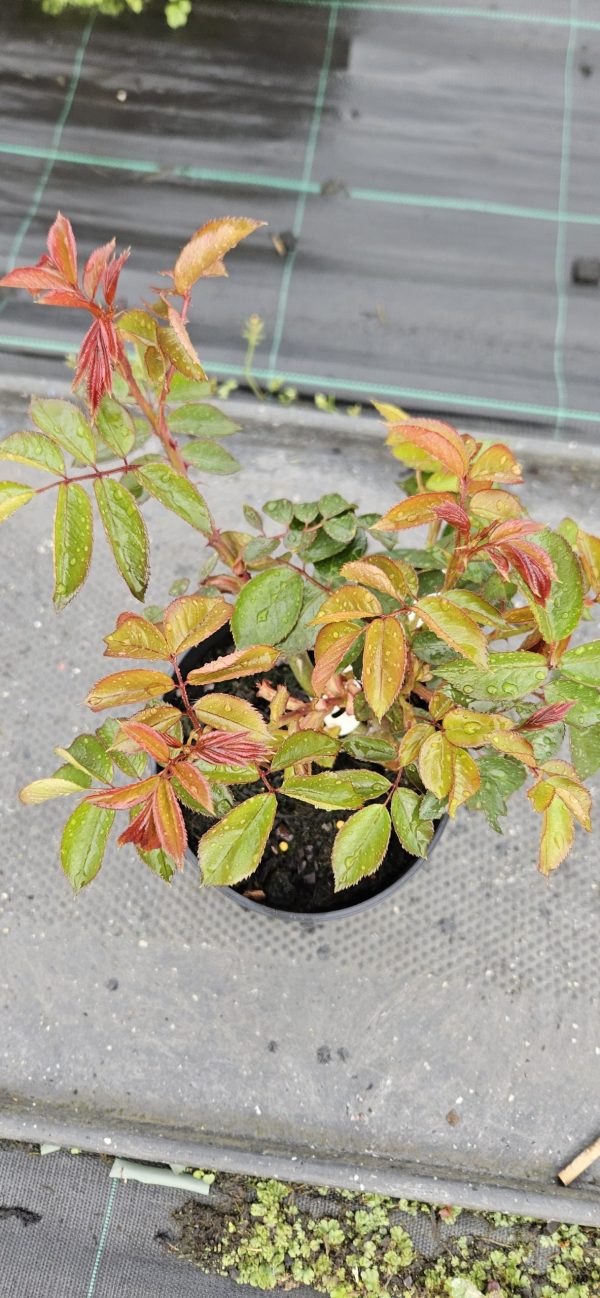 Rosa 'One in a Million' (Renaissance)3 Rosa 'One in a Million'