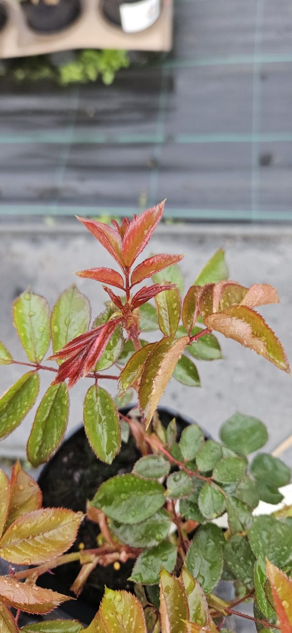 Rosa 'One in a Million' Rosa 'One in a Million'