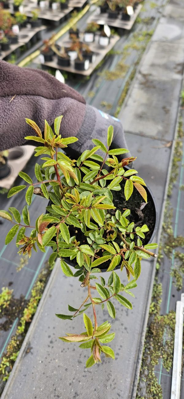 Rosa 'Pearl Anniversary' Rosa 'Pearl Anniversary'