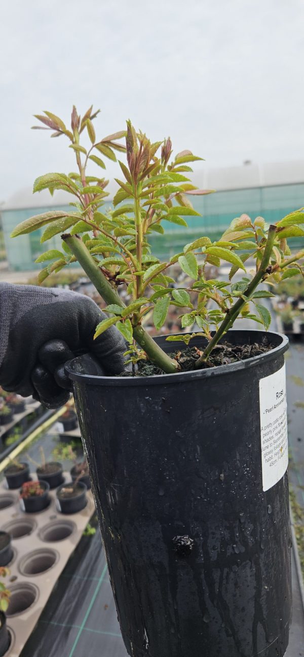 Rosa 'Pearl Anniversary'2 Rosa 'Pearl Anniversary'