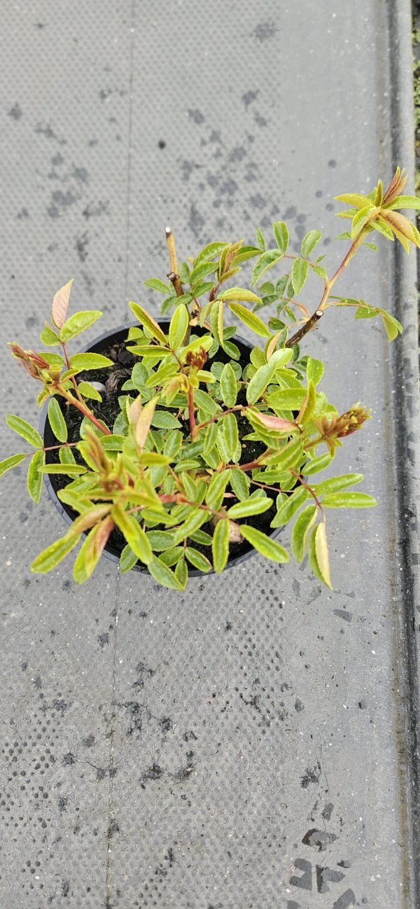 Rosa 'Pearl Anniversary'3 Rosa 'Pearl Anniversary'