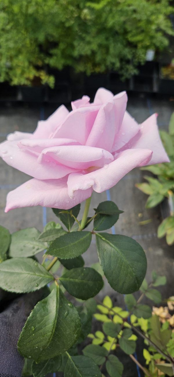 Rosa 'Twice in a Blue Moon'