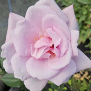 Rosa 'Twice in a Blue Moon'