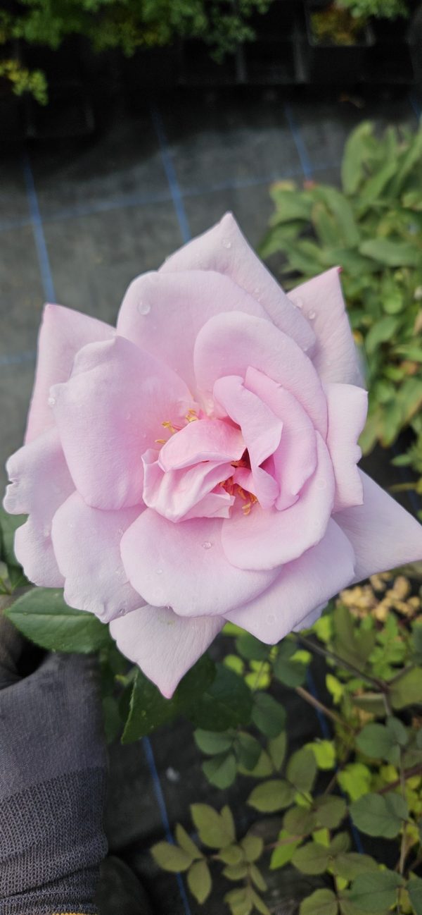 Rosa 'Twice in a Blue Moon'