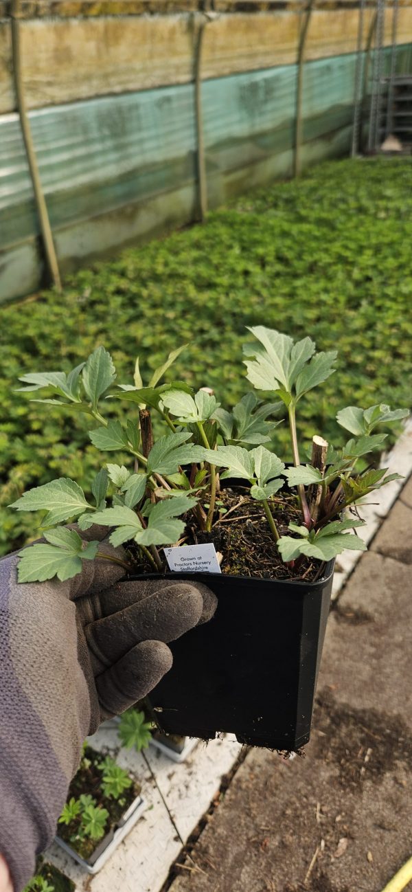 Rudbeckia lacinata 'Herbstonne'