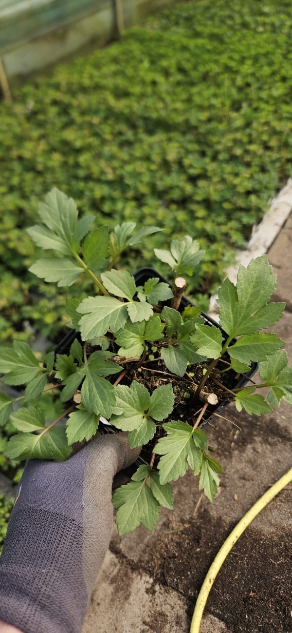 Rudbeckia lacinata 'Herbstonne'