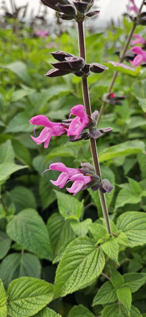 Salvia 'Pink Amistad'