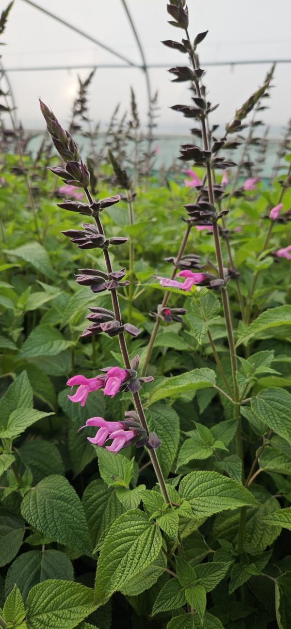 Salvia 'Pink Amistad'