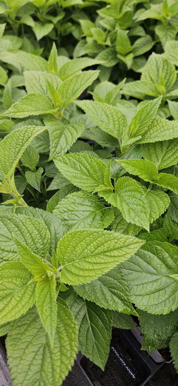 Salvia 'Pink Amistad'