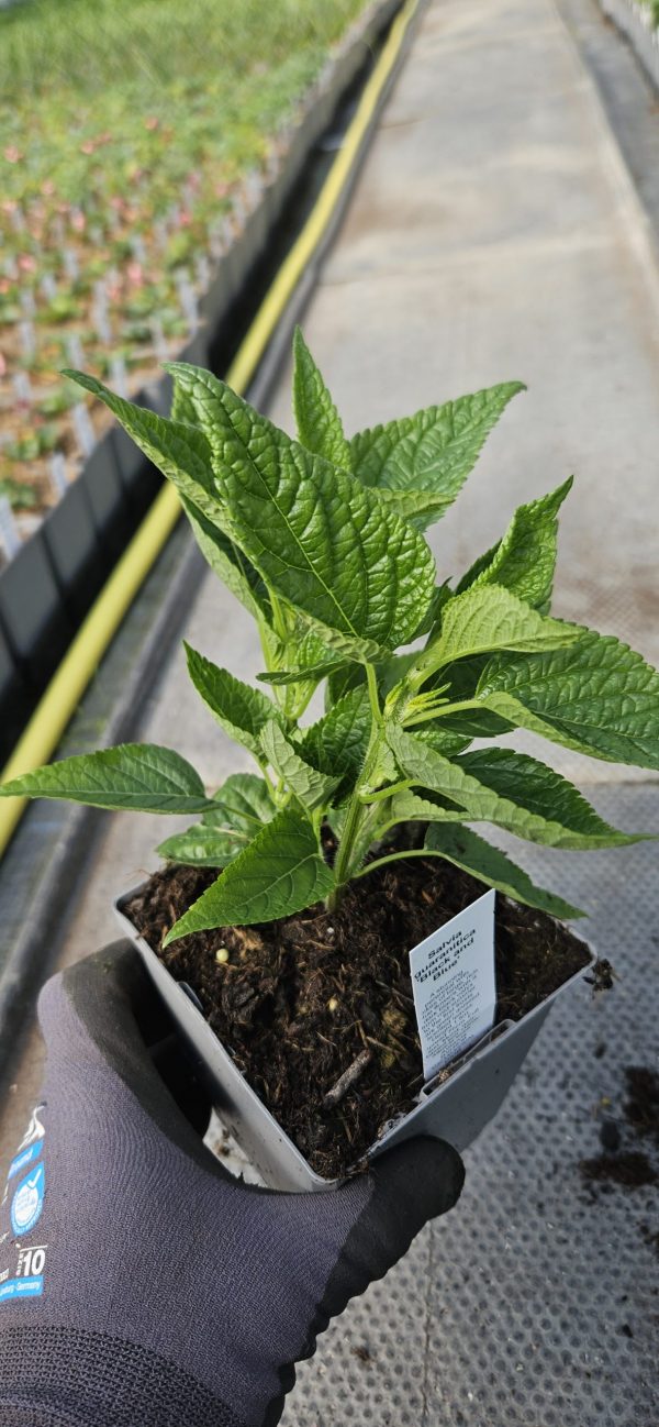 Salvia guaranitica 'Black and Blue'