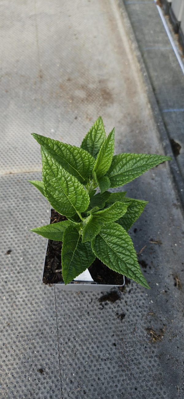 Salvia guaranitica 'Black and Blue'