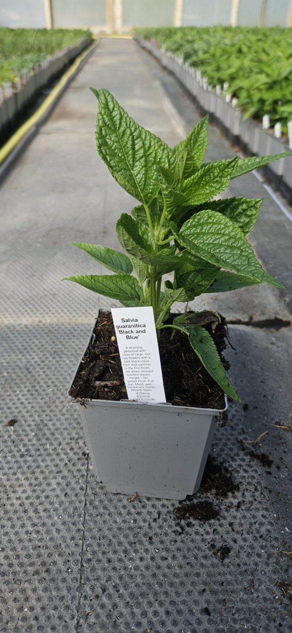 Salvia guaranitica 'Black and Blue'