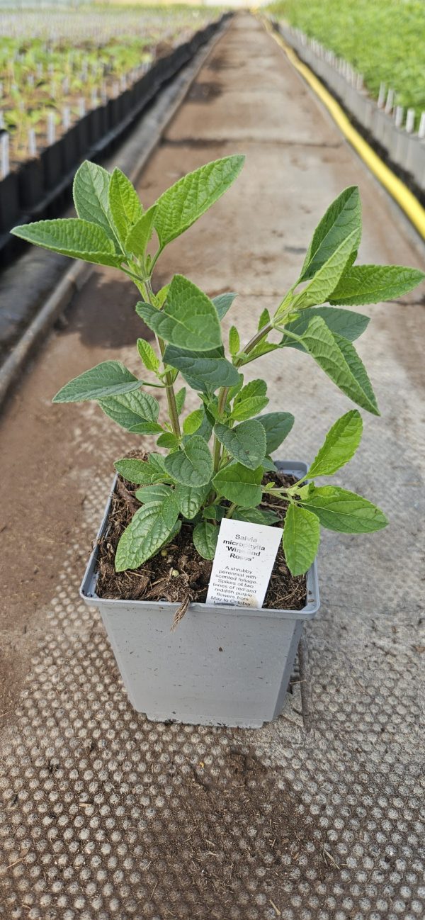 Salvia microphylla 'Wine and Roses'