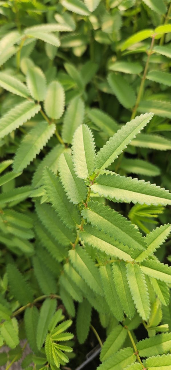 Sanguisorba albiflora