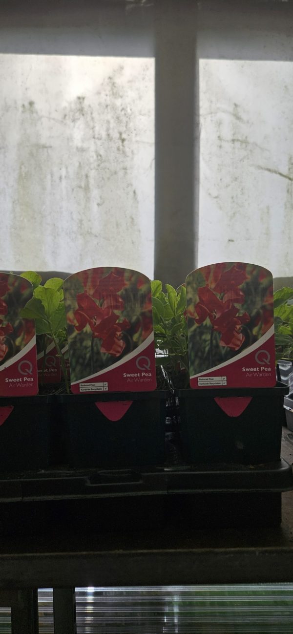 Sweet Pea - Air Warden