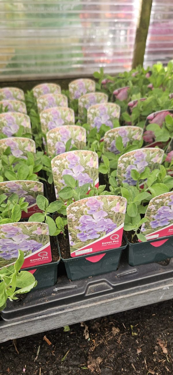 Sweet Pea - Alan Williams