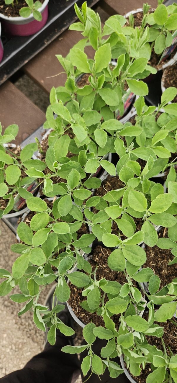 Sweet Pea - Charlie's Angel