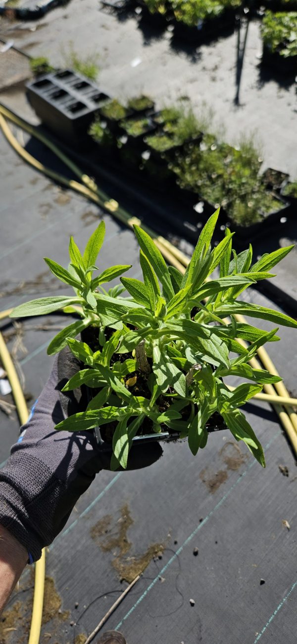 Symphyotrichum (Aster) 'Andenken An Alma Potschke'