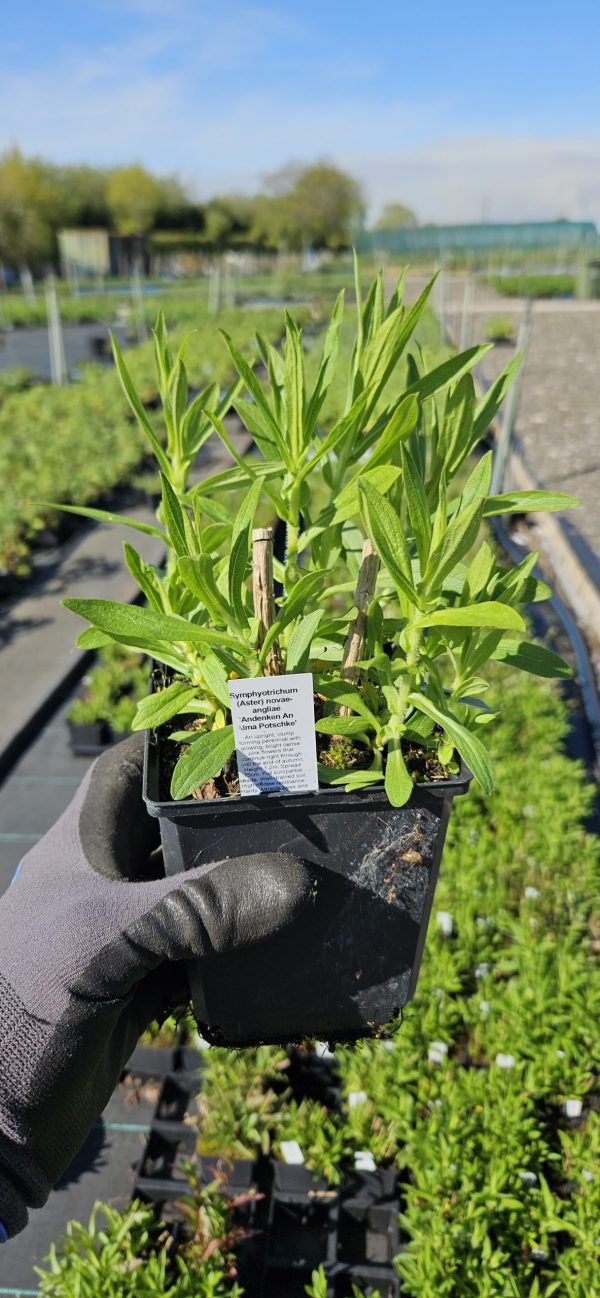 Symphyotrichum (Aster) 'Andenken An Alma Potschke'