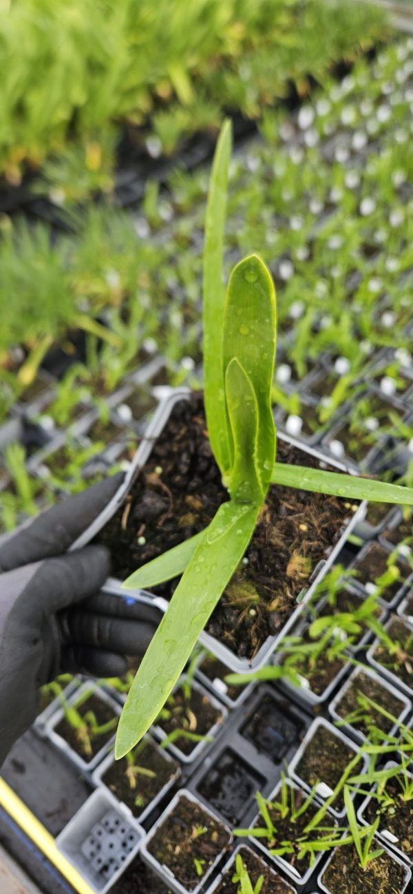 Agapanthus 'Graskop'2 Agapanthus 'Graskop'