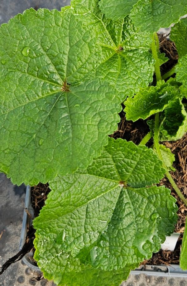Alcea 'Chaters Double 'Violet' Alcea 'Chaters Double 'Violet'