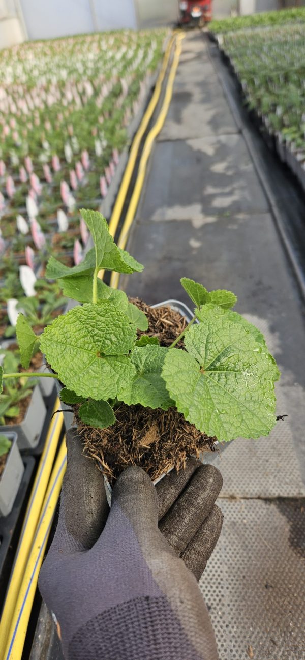 Alcea 'Chaters Double 'Violet'2 Alcea 'Chaters Double 'Violet'