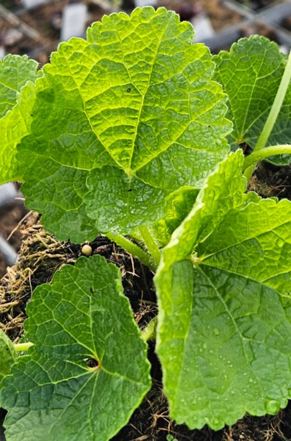 Alcea rosea 'Chater's Double Purple' Alcea rosea 'Chater's Double Purple'
