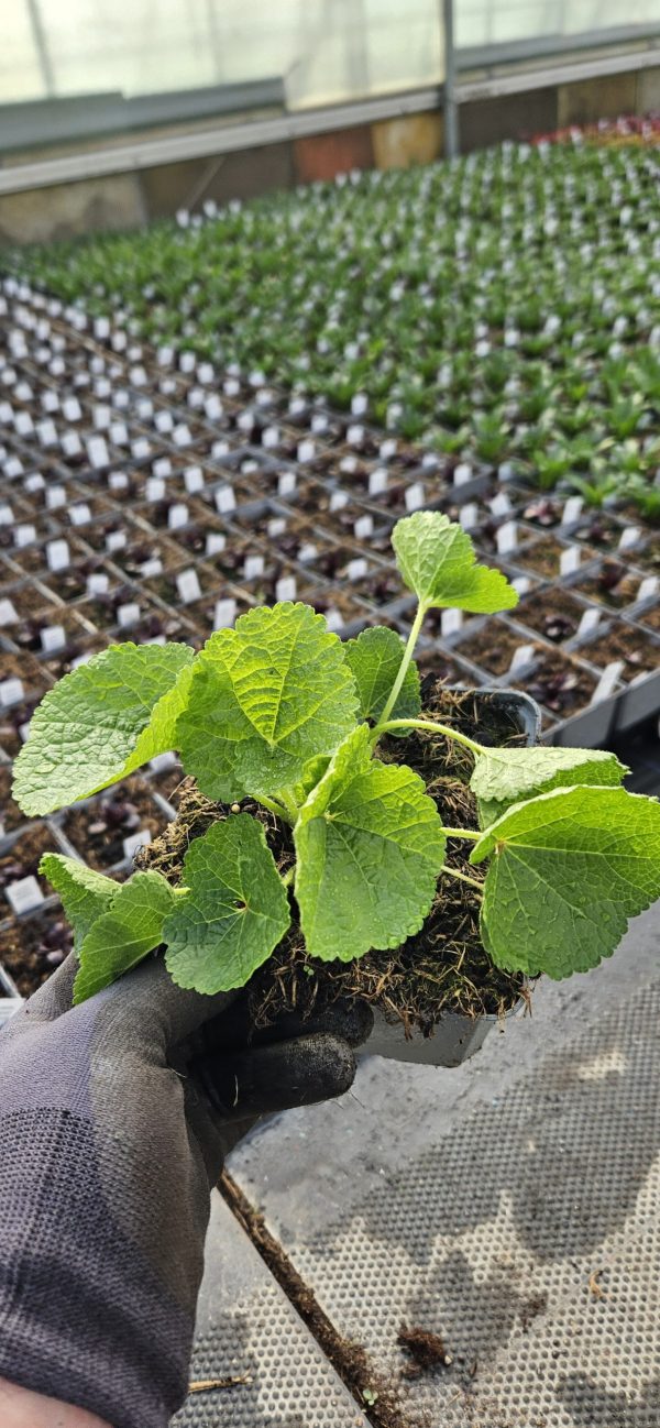 Alcea rosea 'Chater's Double Purple'3 Alcea rosea 'Chater's Double Purple'
