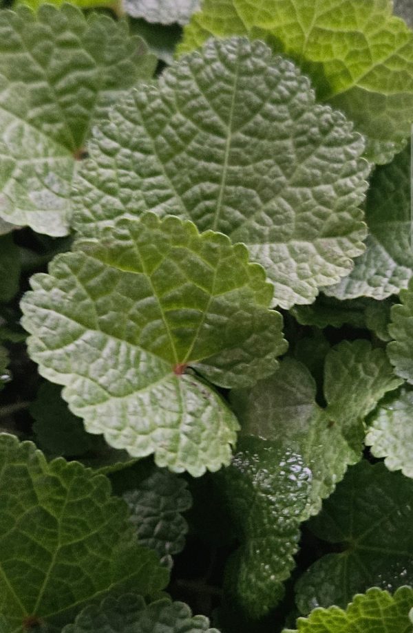 Alcea rosea 'Chater's Double Scarlet' Alcea rosea 'Chater's Double Scarlet'