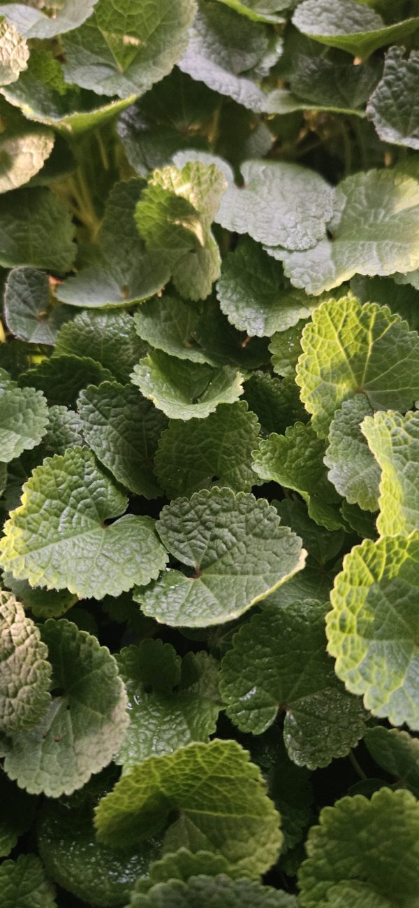 Alcea rosea 'Chater's Double Scarlet'2 Alcea rosea 'Chater's Double Scarlet'