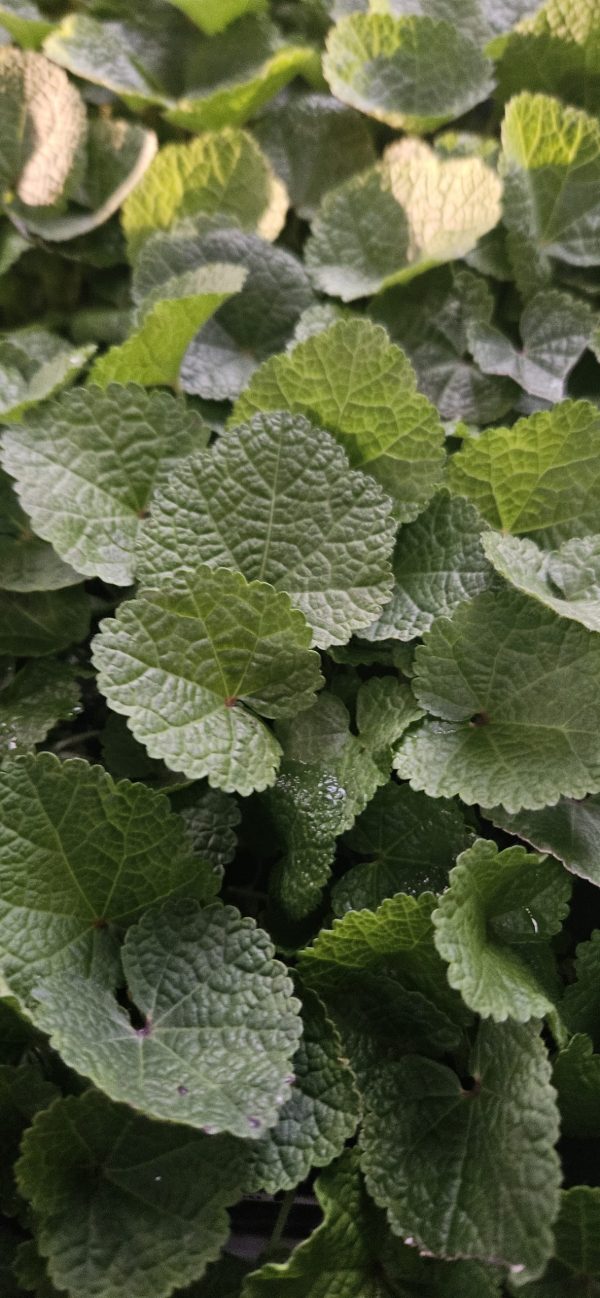 Alcea rosea 'Chater's Double Scarlet'3 Alcea rosea 'Chater's Double Scarlet'