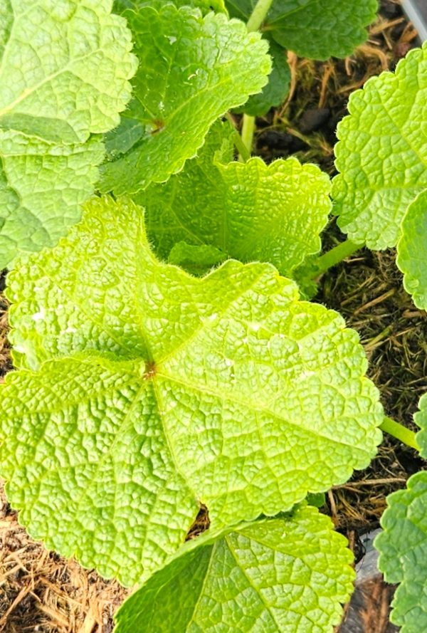 Alcea rosea 'Chater's Double Yellow' Alcea rosea 'Chater's Double Yellow'